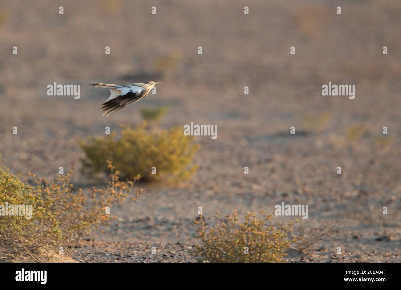 Lark di hoopoe, lark bifasciato (alaudipes di Alaemon), che vola basso sopra la terra arida, Emirati Arabi Uniti, Bab al Shams Foto Stock