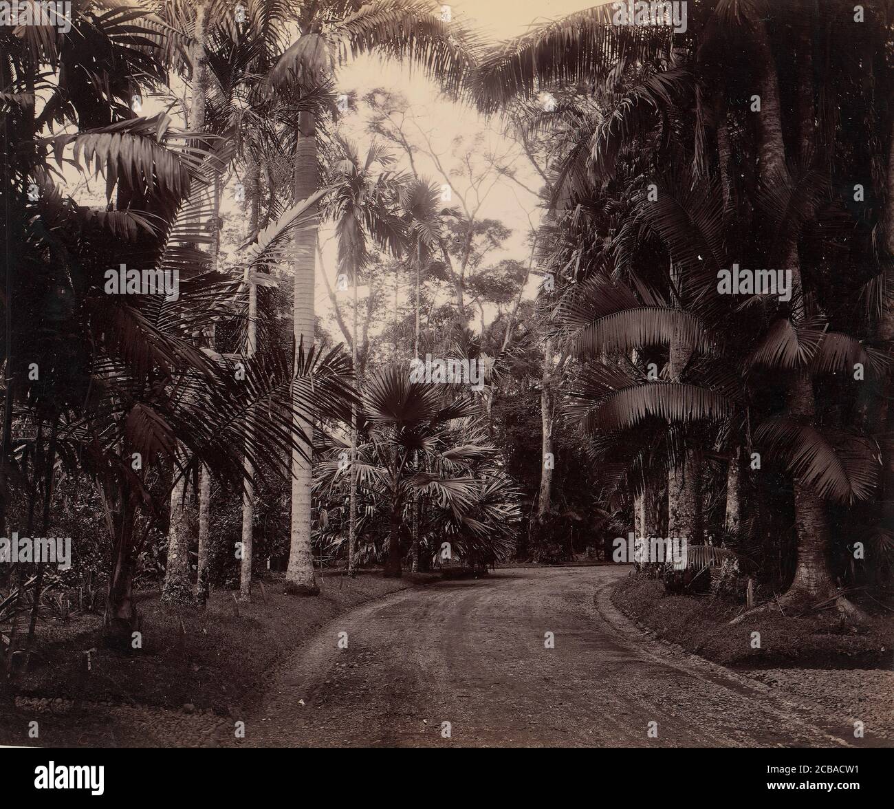 Palm Group, Bvitenzorg, Java, 1860s-70s. Foto Stock