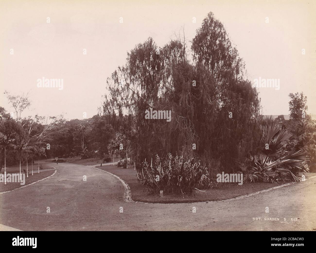 Giardino Botanico, 1860-70. Foto Stock