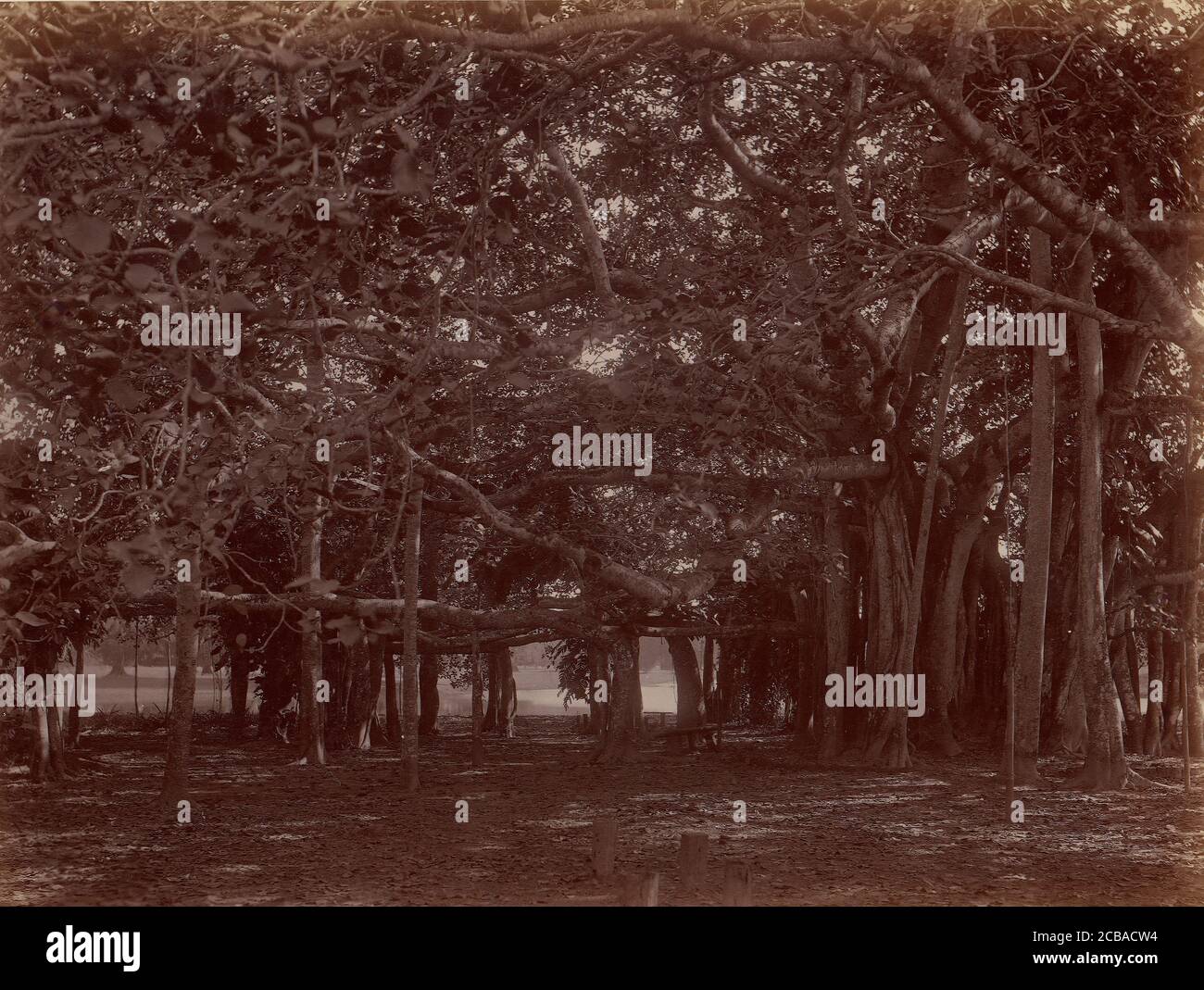 Vista interna di Banyan Tree, Calcutta, 1860-70. Foto Stock