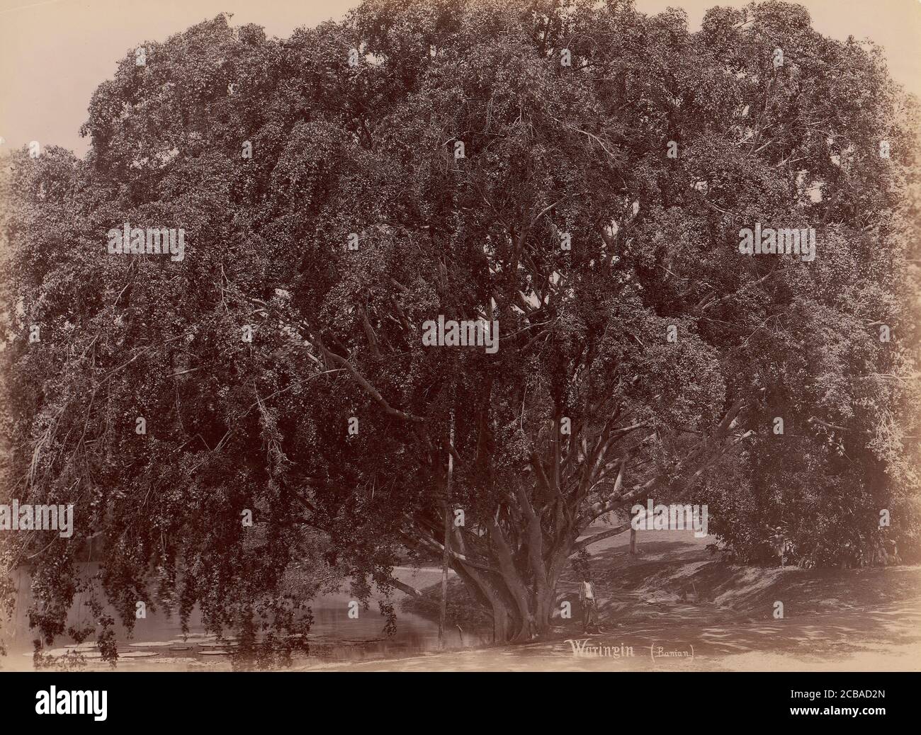Waringin, (Banyan), 1860-70. Foto Stock