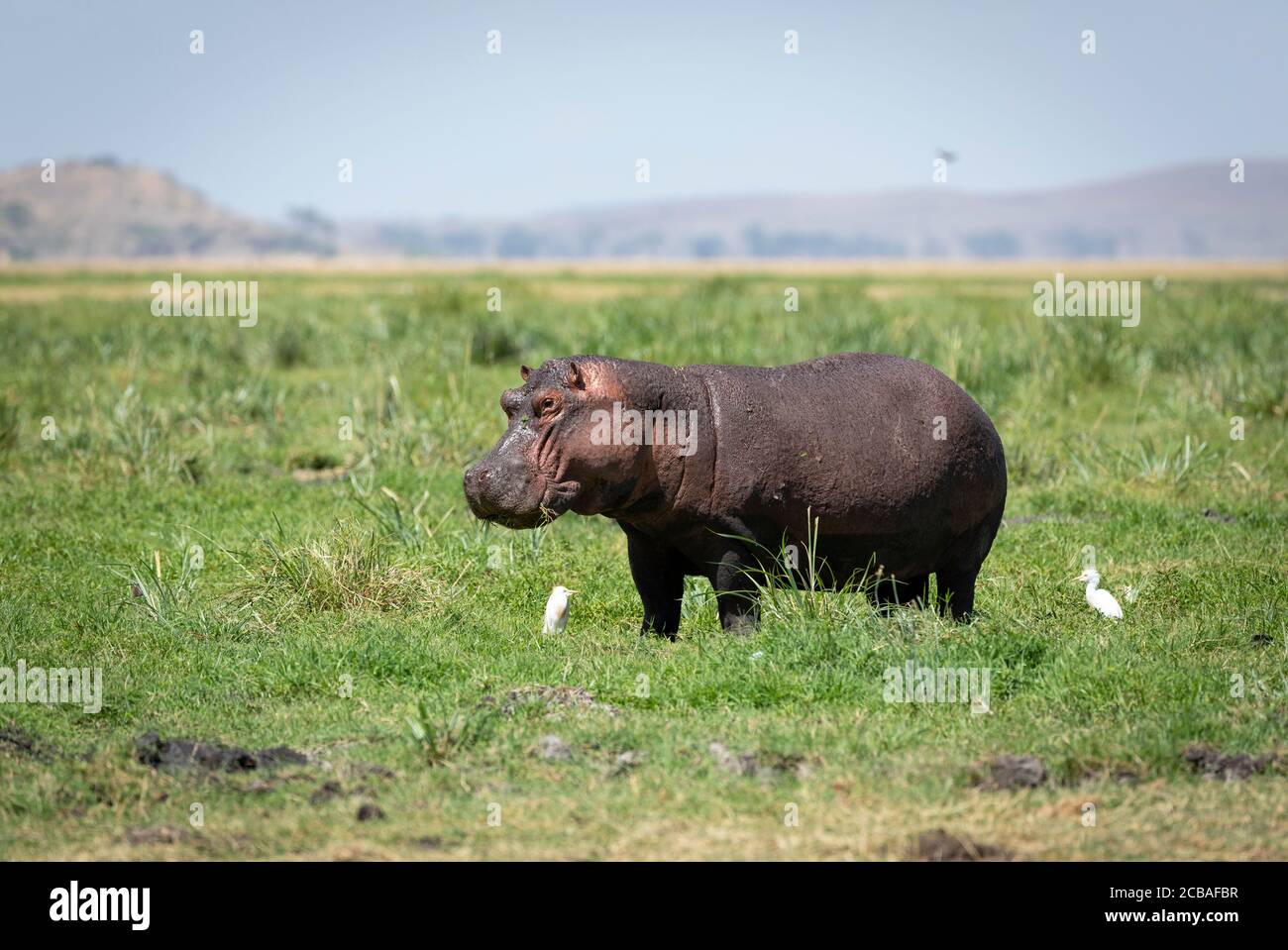 Vista laterale dell'ippopotamo adulto che pascola tra le garzette nel Parco Nazionale di Amboseli in Kenya Foto Stock