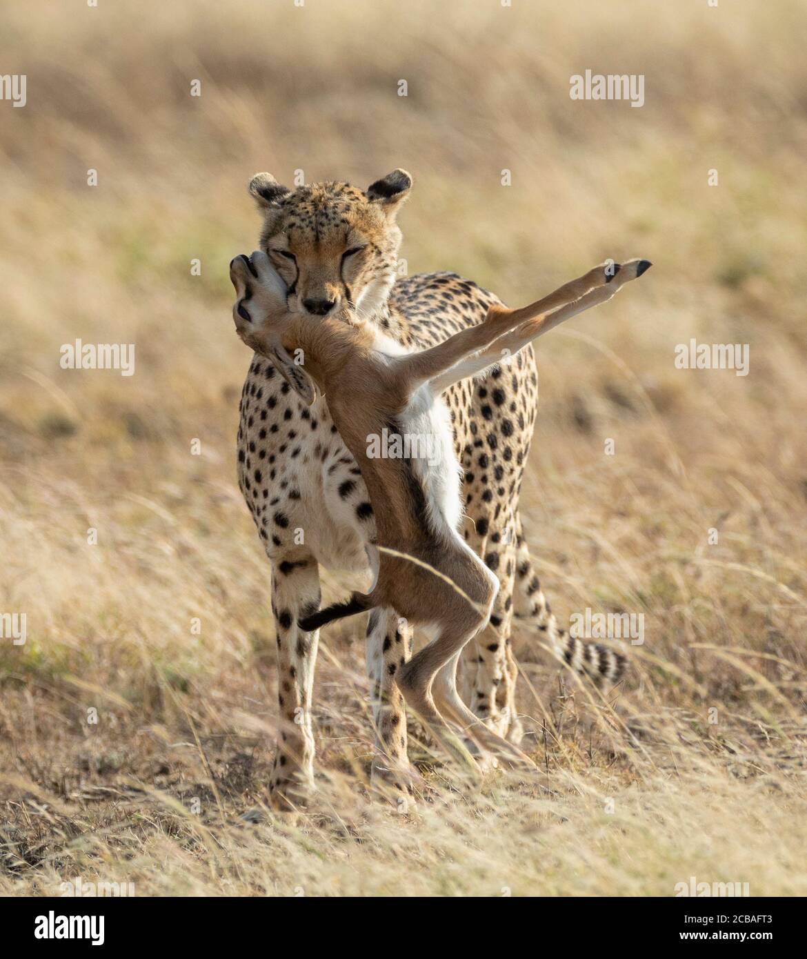 Ghepardo adulto che porta un'antilope del bambino morto nel Parco Nazionale di Serengeti Tanzania Foto Stock