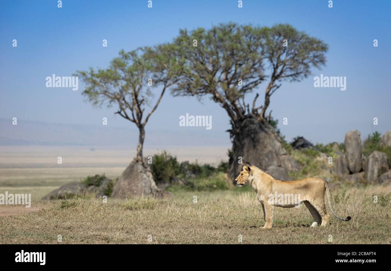 Vista laterale della leonessa femminile con due alberi sullo sfondo E rocce in piedi guardando allerta in Serengeti Tanzania Foto Stock