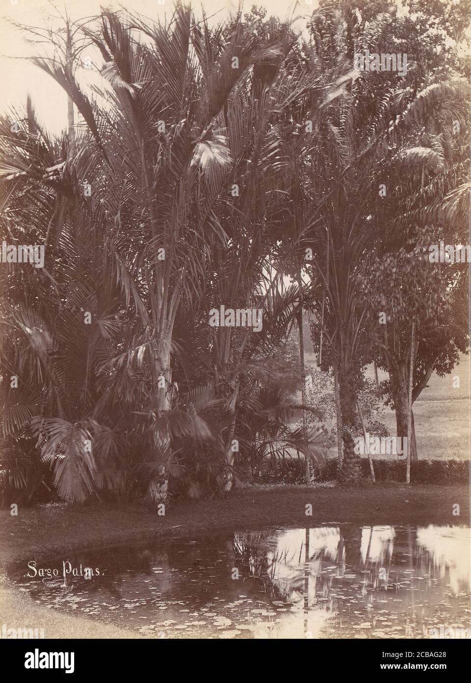 Sago Palms, 1860-70. Foto Stock