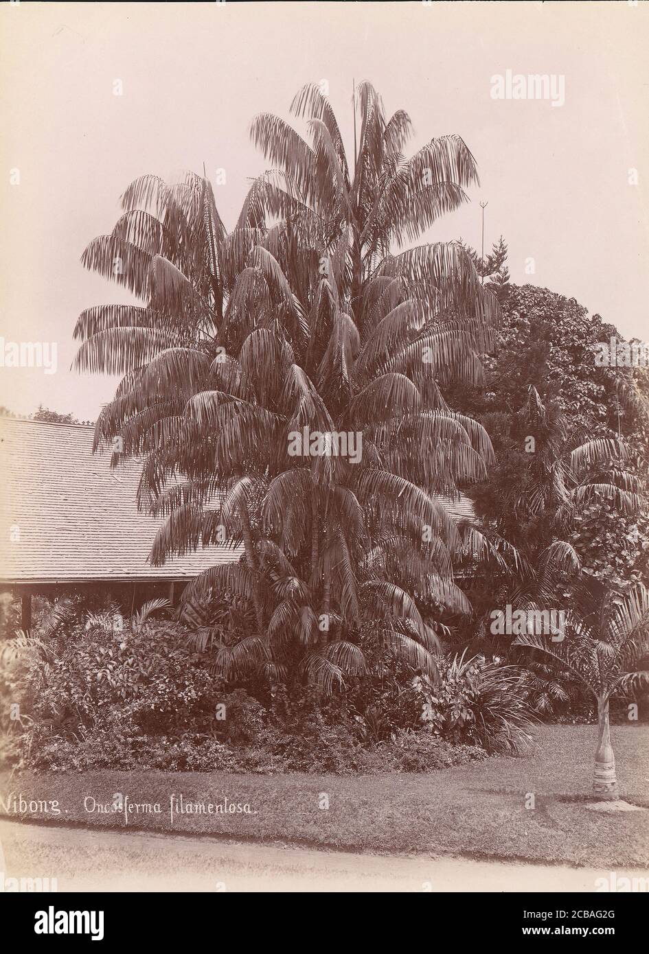 Giardino Botanico, 1860-70. Foto Stock