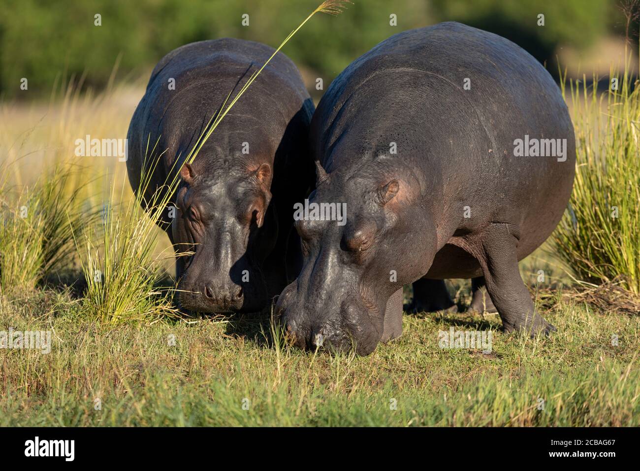 Due ippopotami che mangiano erba in luce dorata del pomeriggio a Chobe Fiume Botswana Foto Stock