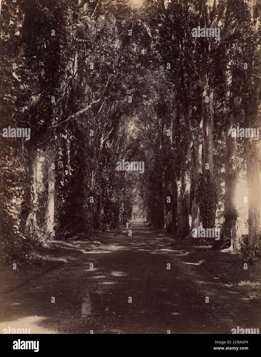 Buitenzorg Allie, Java, 1860-70. Foto Stock