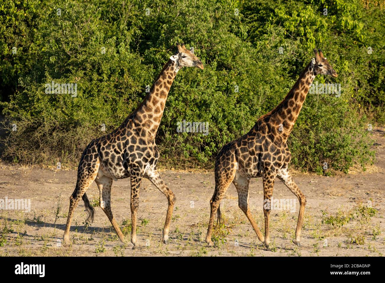 Due giraffe maschili adulti che camminano in luce dorata del pomeriggio Parco Nazionale di Chobe Botswana Foto Stock