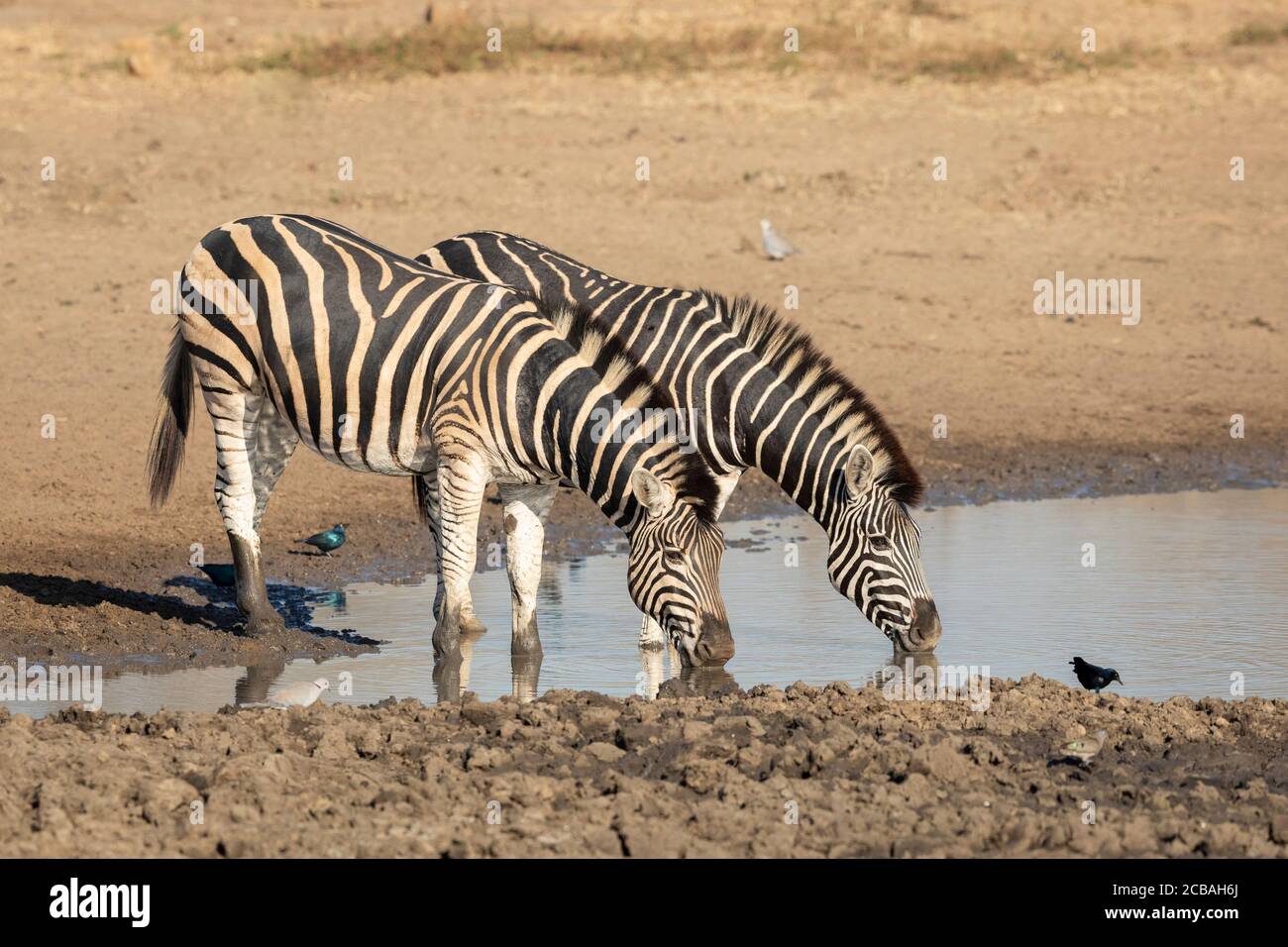 Due adulti di zebra che bevono acqua da una buca d'acqua con uccelli Intorno a loro in Kruger Park Sud Africa Foto Stock