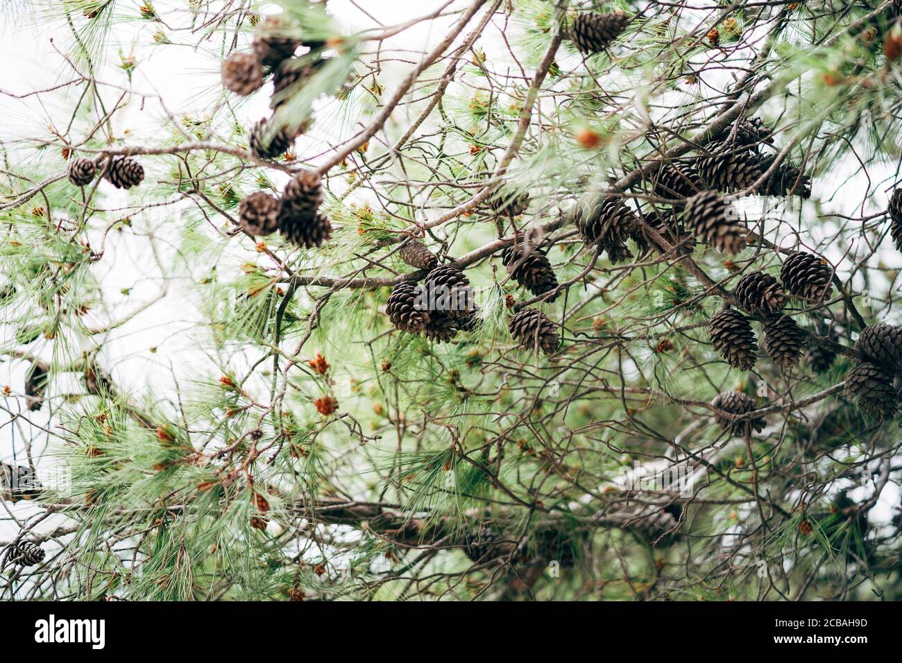 Un sacco di coni di pino secco sull'albero, contro il cielo blu. Foto Stock