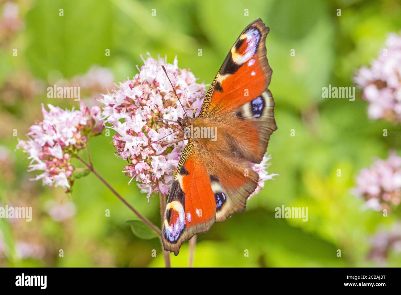 Farfalla di pavone , (Aglais io,) che si nuota su marjoram selvatico. Foto Stock
