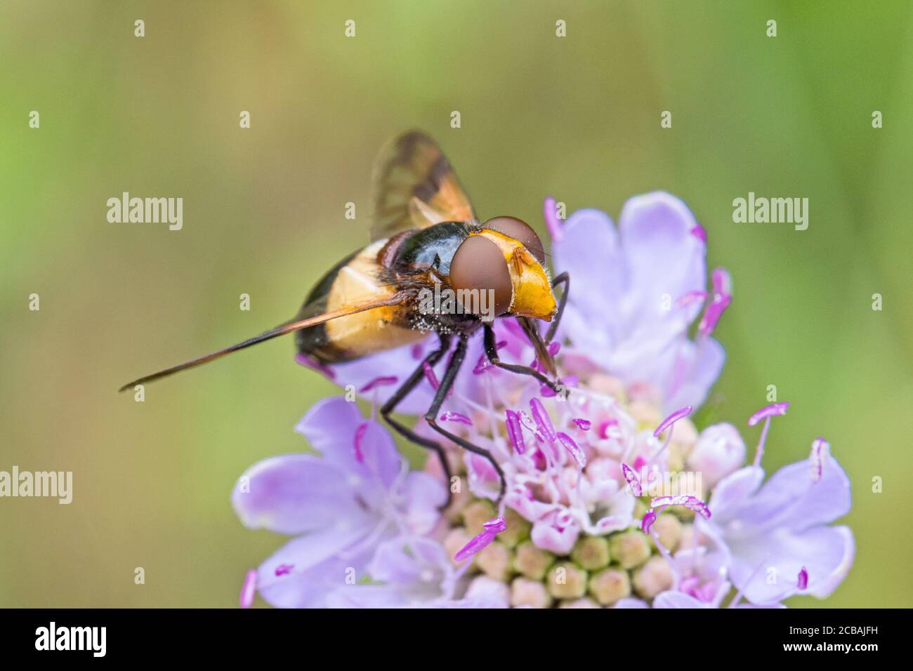 Femmina grande Hoverfly pied, (Volucella pellucens,) che si nuoce su piccolo scabio. Foto Stock