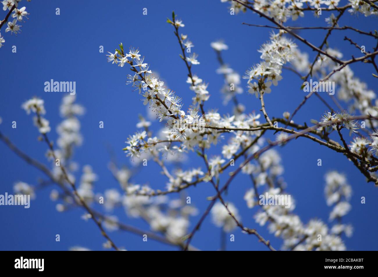 Fioritura di un albero di ciliegio (Prunus sp.) in fiore durante la primavera iniziale nella campagna del Berkshire in Inghilterra. Foto Stock