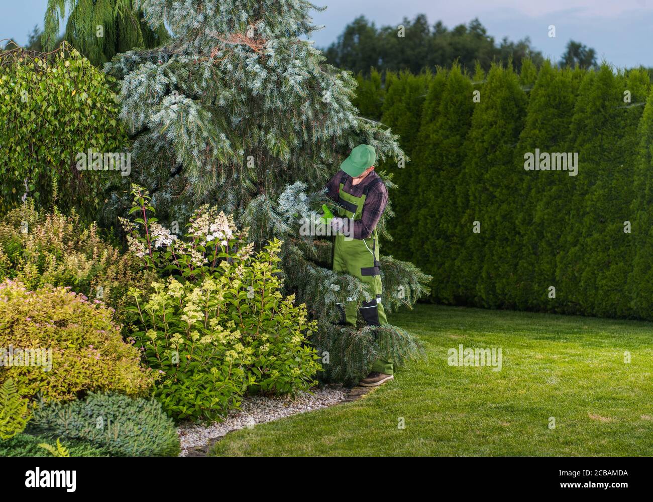 Giardiniere professionista caucasico nel suo 40s che verifica la salute degli alberi del giardino Guardando tra rami di abete rosso Foto Stock