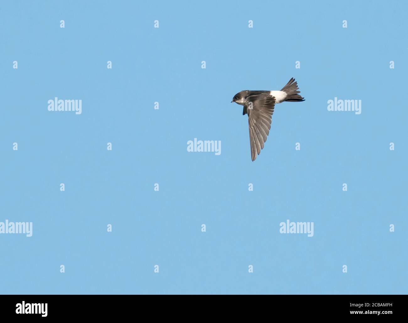 Una Casa Martin (Delichon urbicum) cattura insetti contro un cielo blu profondo, Norfolk Foto Stock