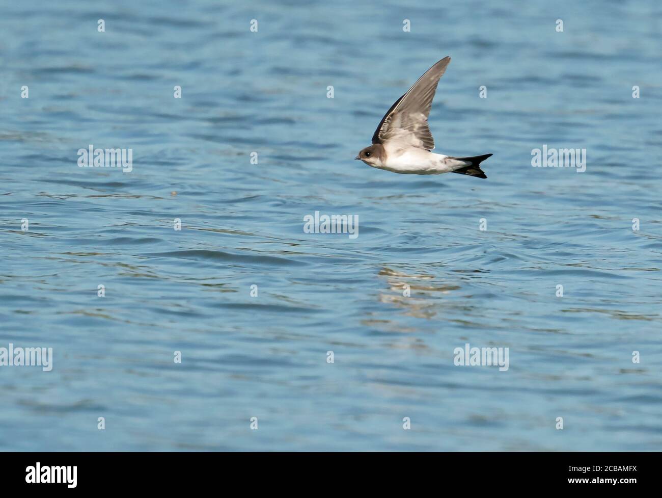 Una Casa Martin (Delichon urbicum) che raschia basso sopra gli insetti di cattura dell'acqua, Norfolk Foto Stock