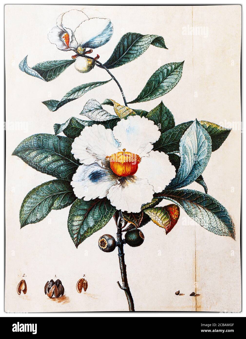 Fiori dell'albero di Franklin, Franklinia alatamaha, dipinto da William Bartram (1739-1823), un naturalista americano, figlio del naturalista John Bartram che è stato nominato botanico reale per il Nord America da re Giorgio III nel 1765. Nello stesso anno, John Bartram e suo figlio William scoprirono la Franklinia che cresce in un tratto di 2-3 acri lungo le rive del fiume Altamaha, nella Georgia sudorientale. Foto Stock Fiori dell'albero di Franklin, Franklinia alatamaha, dipinto da William Bartram (1739-1823), un naturalista americano, figlio del naturalista John Bartram che è stato nominato botanico reale per il Nord America da re Giorgio III nel 1765. Nello stesso anno, John Bartram e suo figlio William scoprirono la Franklinia che cresce in un tratto di 2-3 acri lungo le rive del fiume Altamaha, nella Georgia sudorientale. Foto Stock