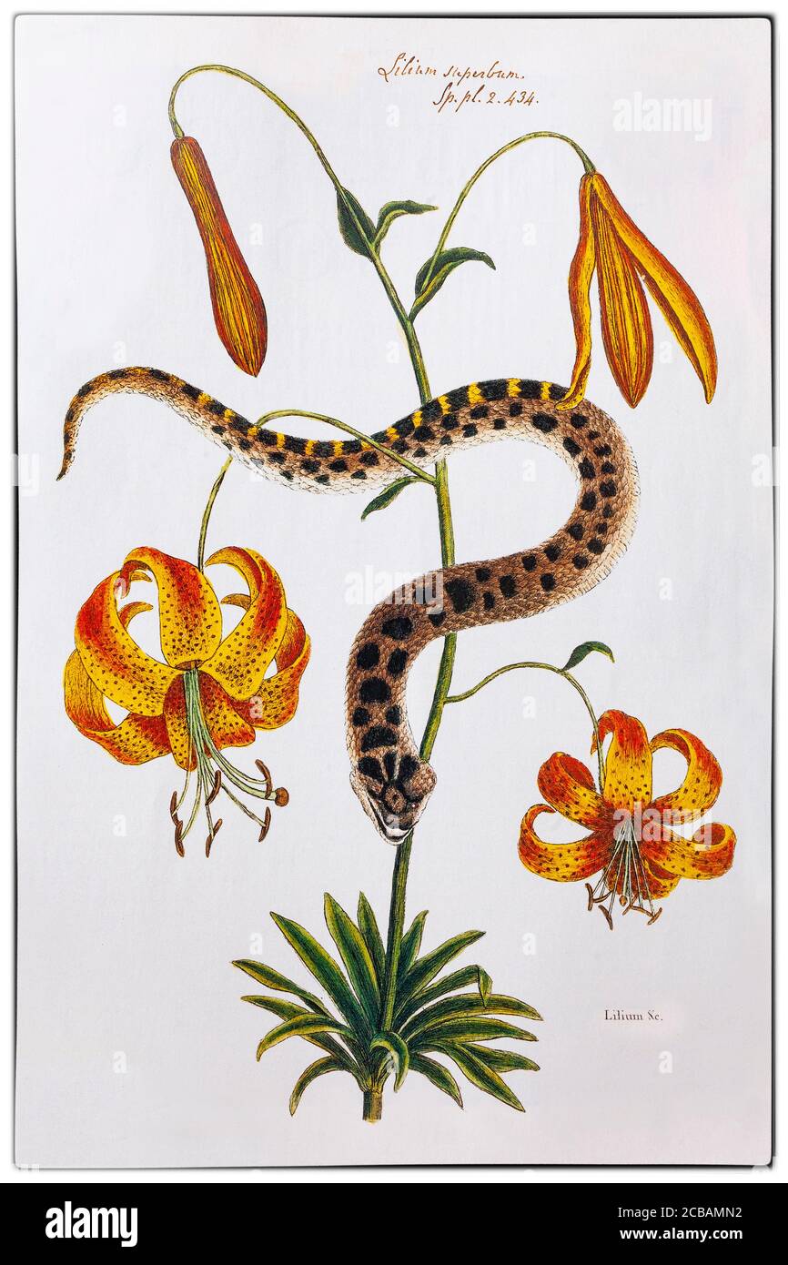 Lilium Superbum (American Tiger Lily) e Hog-nose Snake, dipinto da William Bartram (1739-1823), un naturalista americano, figlio del naturalista John Bartram che fu nominato botanico reale per il Nord America dal re Giorgio III nel 1765. Foto Stock Lilium Superbum (American Tiger Lily) e Hog-nose Snake, dipinto da William Bartram (1739-1823), un naturalista americano, figlio del naturalista John Bartram che fu nominato botanico reale per il Nord America dal re Giorgio III nel 1765. Foto Stock
