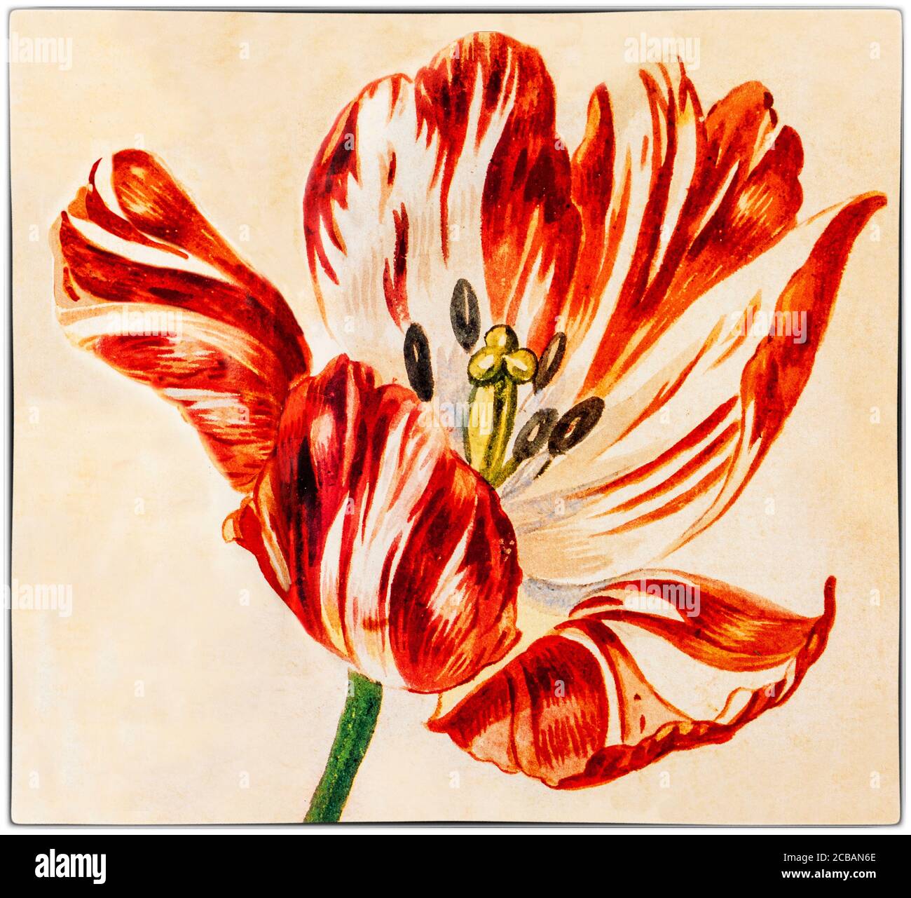 Tulipano 'rotto' dipinto da Jan van Huysum (1682-1749), un pittore olandese. I tulipani 'rotti' hanno un'infezione virale, che ha fatto sì che i petali mostrino belle e sorprendenti striature di colore in essi, notate dal botanico fiammingo Carolus Clusius, padre dell'ossessione olandese con i tulipani, nei Paesi Bassi nel 1600. Foto Stock