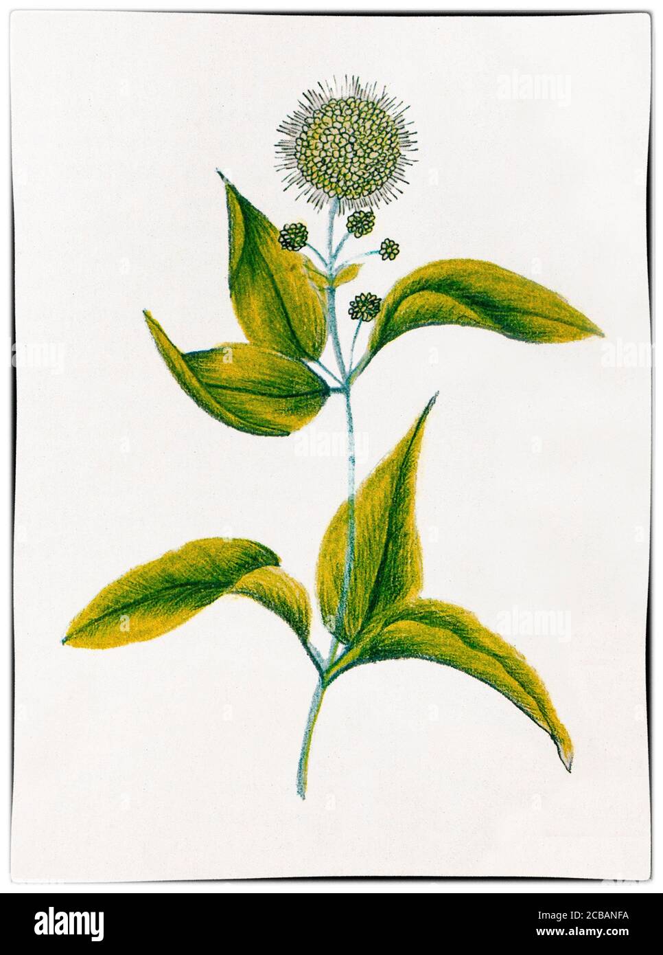 Cephalanthus occidentalis aka buttonbush originario del Nord America orientale e meridionale abbozzato da Cora Helena Sarle (1867–1956). Un'artista americana, conosciuta con il suo secondo nome come Helena Sarle divenne Shaker a quindici anni, nel 1882, unendosi alla comunità di Canterbury, nel New Hampshire. Ha sofferto di cattiva salute e per fornirle un po' di occupazione, la anziana Shaker le ha chiesto di illustrare le piante native per la creazione di un libro di testo da utilizzare nella scuola del villaggio. Nonostante non vi sia alcuna formazione artistica, ha prodotto oltre 180 disegni e successivamente due libri botanici. Foto Stock