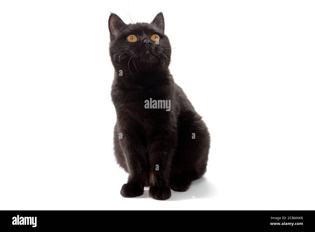 Gatto nero britannico con occhi gialli su sfondo bianco Foto Stock