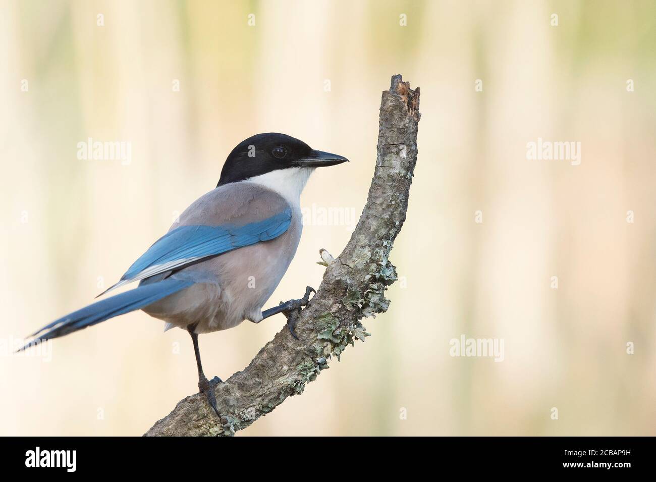 Cyanopica cyanus. La magpie alata azzurra è un uccello relativamente snello di medie dimensioni, coda lunga e volo molto veloce di ali. Foto Stock