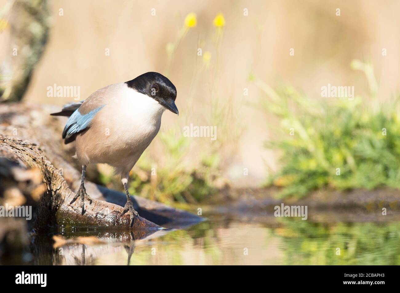 Cyanopica cyanus. La magpie alata azzurra è un uccello relativamente snello di medie dimensioni, coda lunga e volo molto veloce di ali. Foto Stock