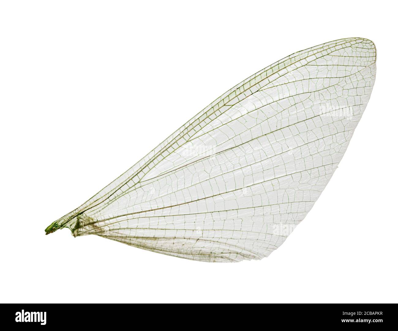 La singola ala tagliata di un insetto come un primo piano con ramificazioni fini e strutture. Foto Stock