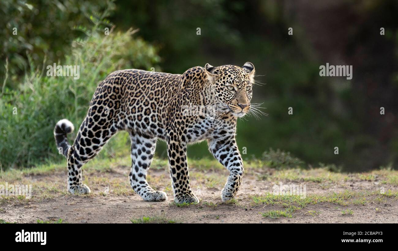 Donna adulto leopardo orizzontale full body ritratto a piedi in Masai Mara Kenya Foto Stock