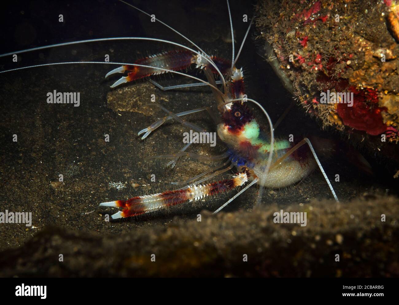 Gamberetti di pugile incinti, Stenopus hispidus, Tulamben, Bali, Indonesia, Foto Stock