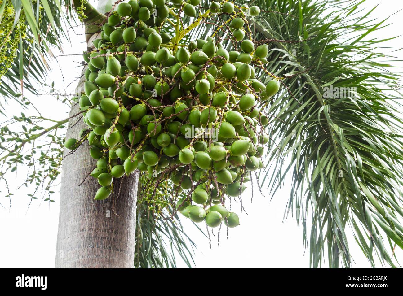 Ramo di betel nut rosso e verde o di Areca Catechu (palma di noce di Areca, dadi di Betel) su albero alto. Foto Stock