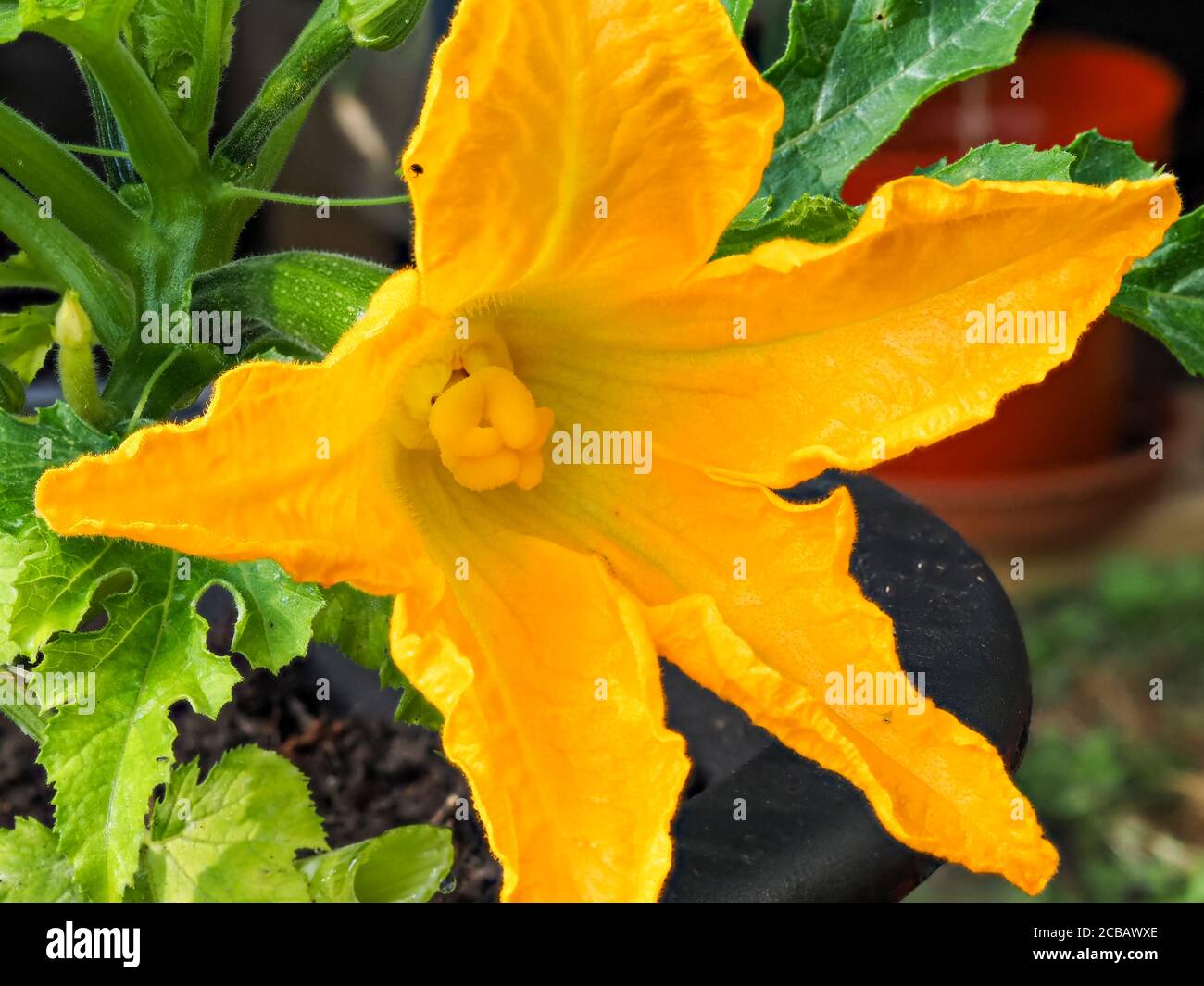 Grande fiore giallo brillante e un frutto in sviluppo su una pianta di zucchine, varietà Midnight Foto Stock