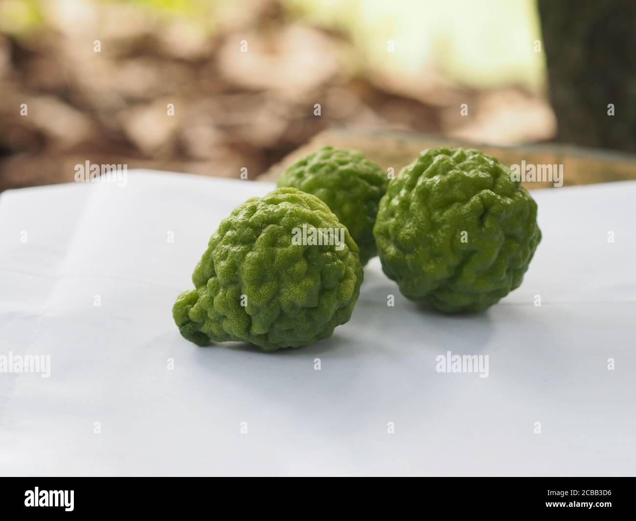 Kaffir lime, Leech Lime Citrus hystrix DC Nome scientifico grezzo pelle verde vegetale Foto Stock