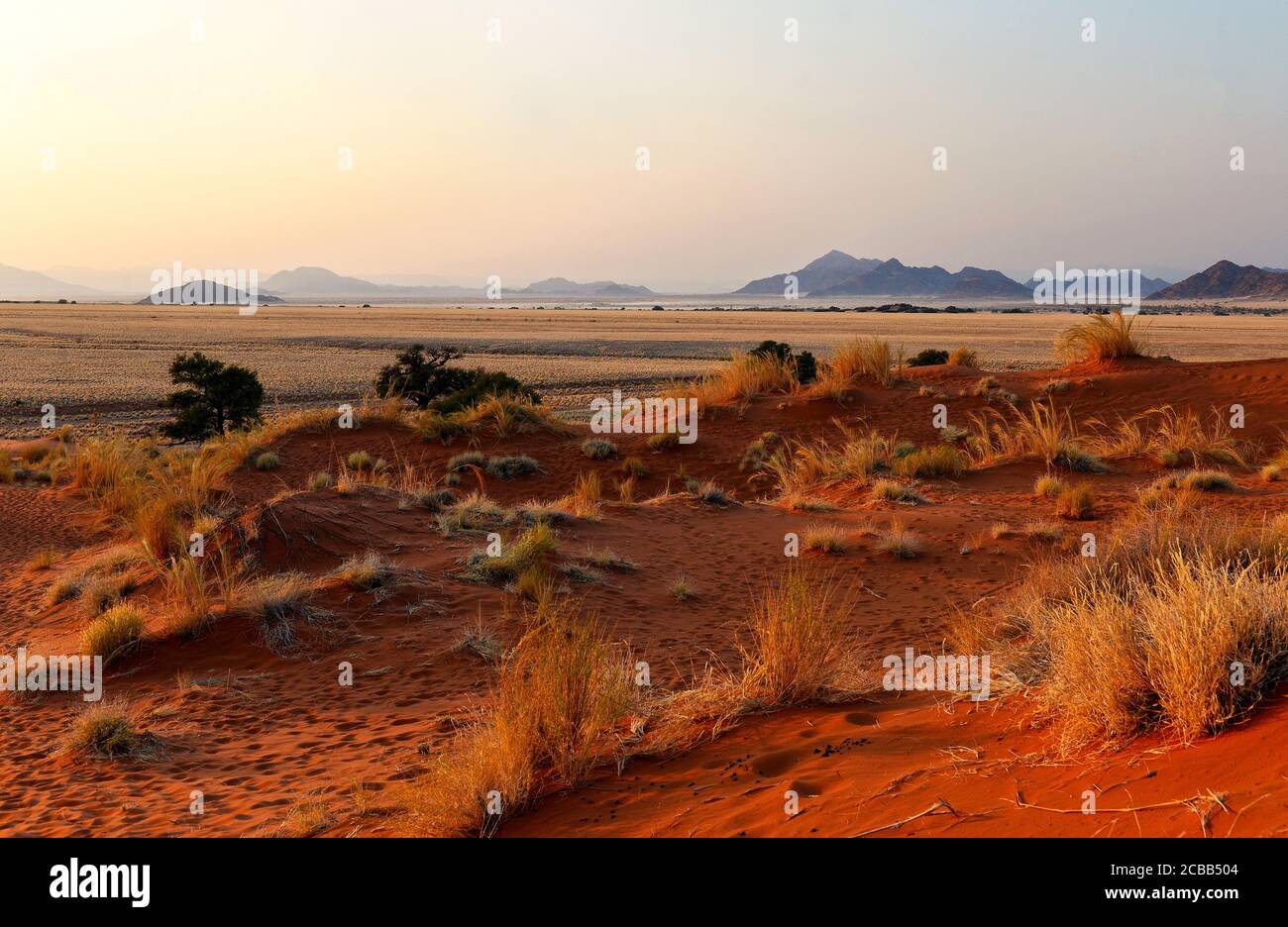 Umore mattutino nel Parco Nazionale Namib Naukluft, Namibia, sulla strada per Deadvlei e Sossusvlei Foto Stock