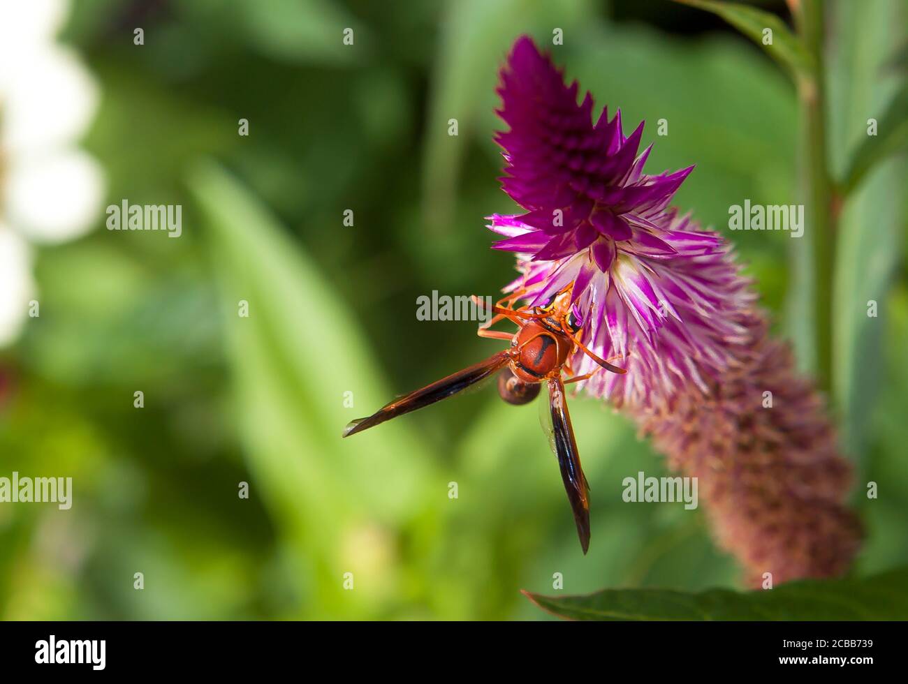 Corno rosso su fiori selvatici, Polistes carolina e appartiene all'ordine Hymenoptera Foto Stock
