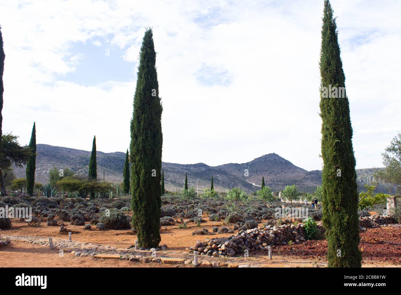 campo di lavanda in minerale guanajuato Foto Stock