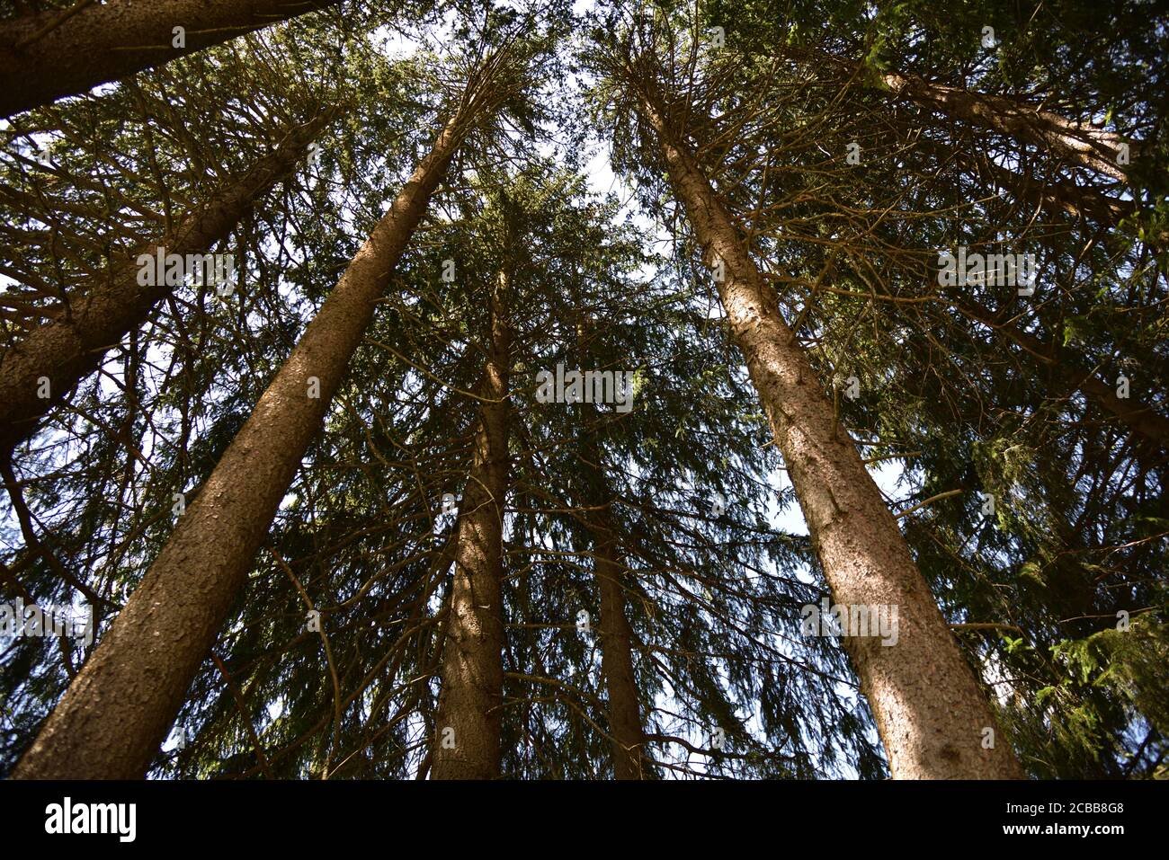 Dal sottobosco si alzano i tronchi dei pini il cielo Foto Stock