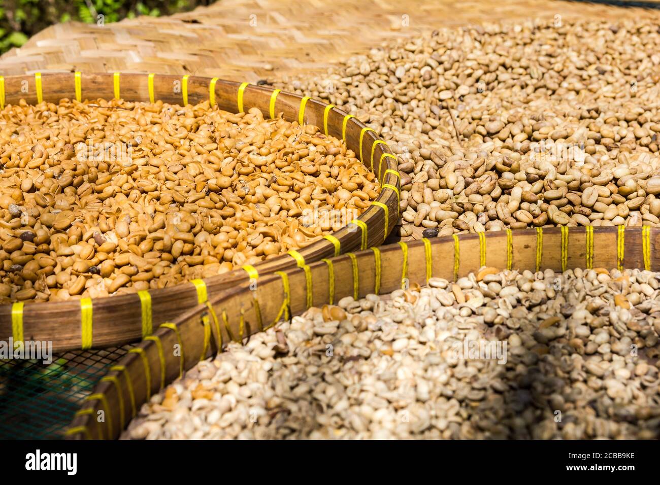 Molti chicchi balinesi di caffè Luwak Foto Stock