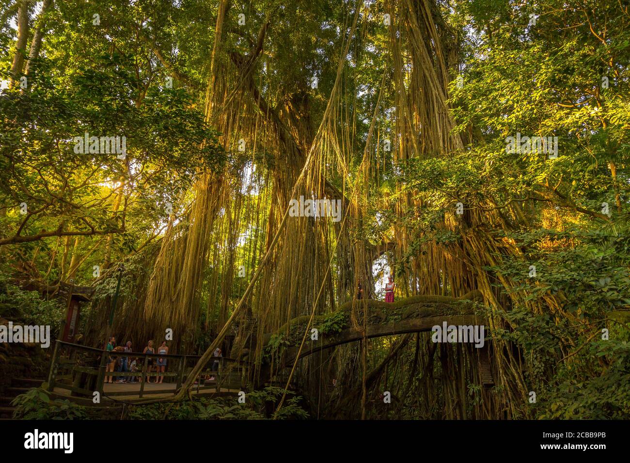 Bali, Indonesia - 27 Giugno 2019: Persone che camminano nella Foresta delle scimmie Ubud. Più di 700 scimmie balinesi a coda lunga vivono nella zona. Foto Stock