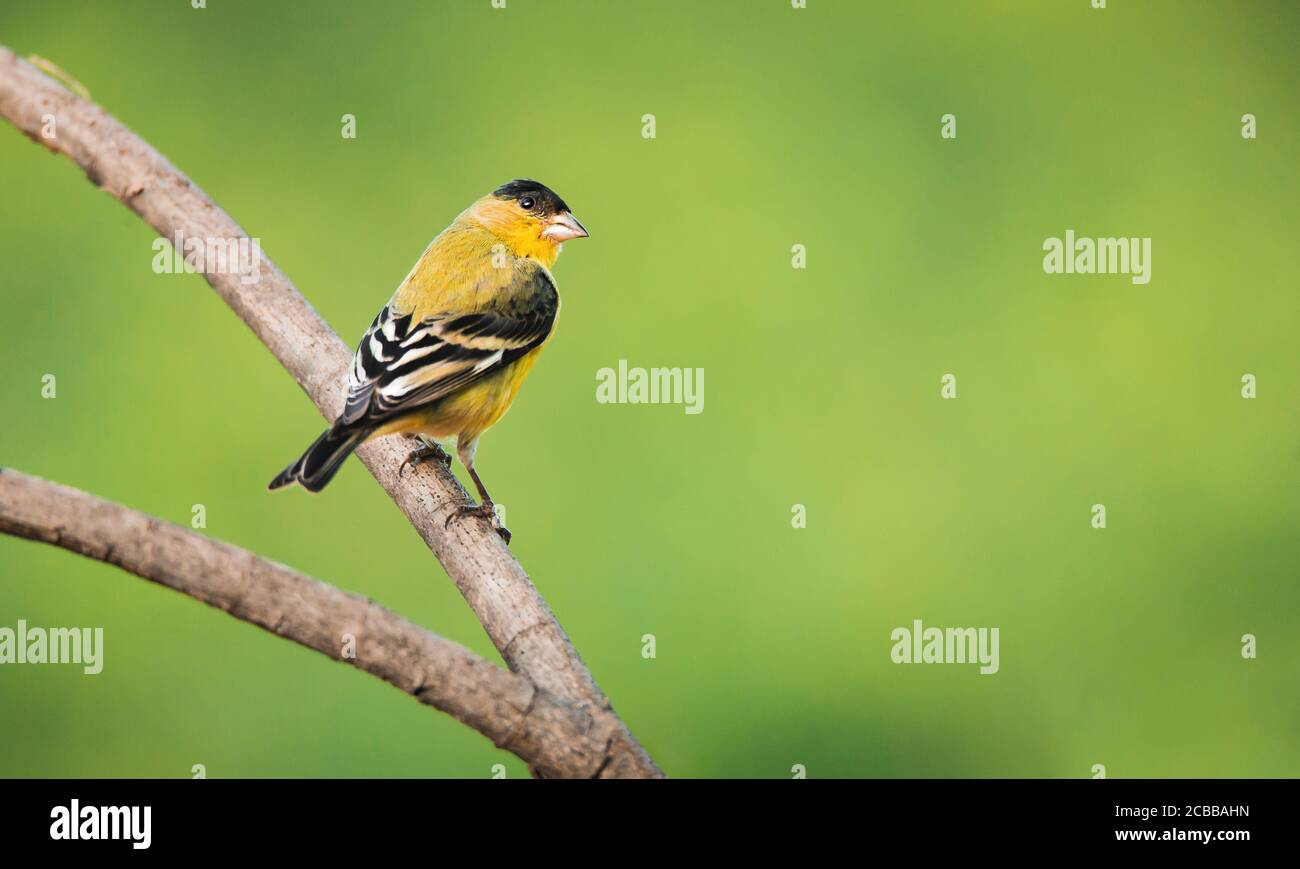 Un vibrante esemplare maschile di minuscolo orafo, un piccolo songbird americano Foto Stock