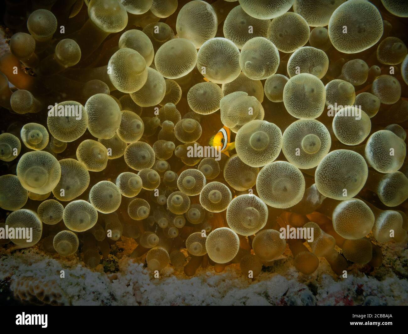 Anemonefish giovanile di Clark, clarkii di Amphiprion, in Anemone di Bubble-punta, quadricolore di Entacmaea, isola di Bathala, Maldive Foto Stock