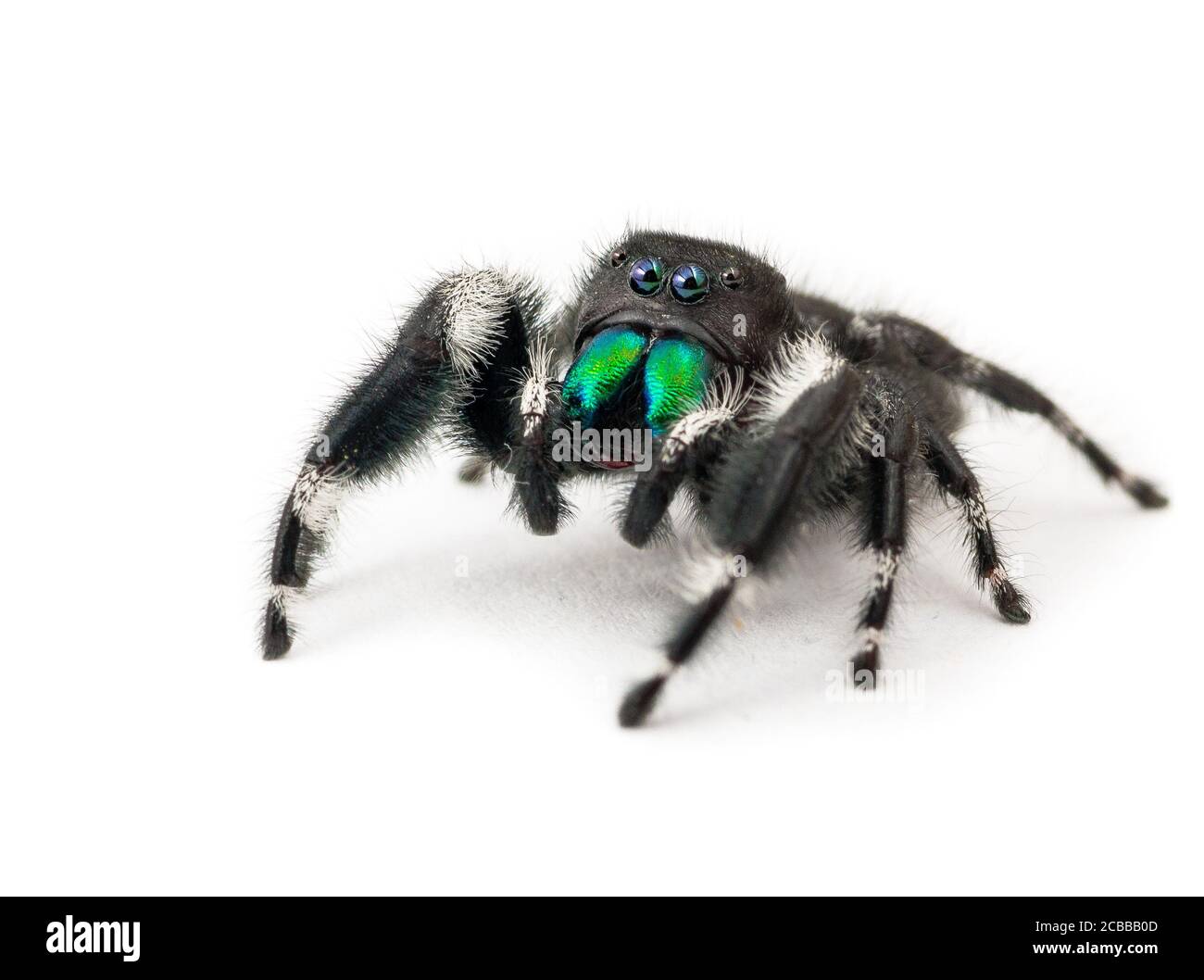 Primo piano di un ragno di salto comune nordamericano, isolato su bianco Foto Stock