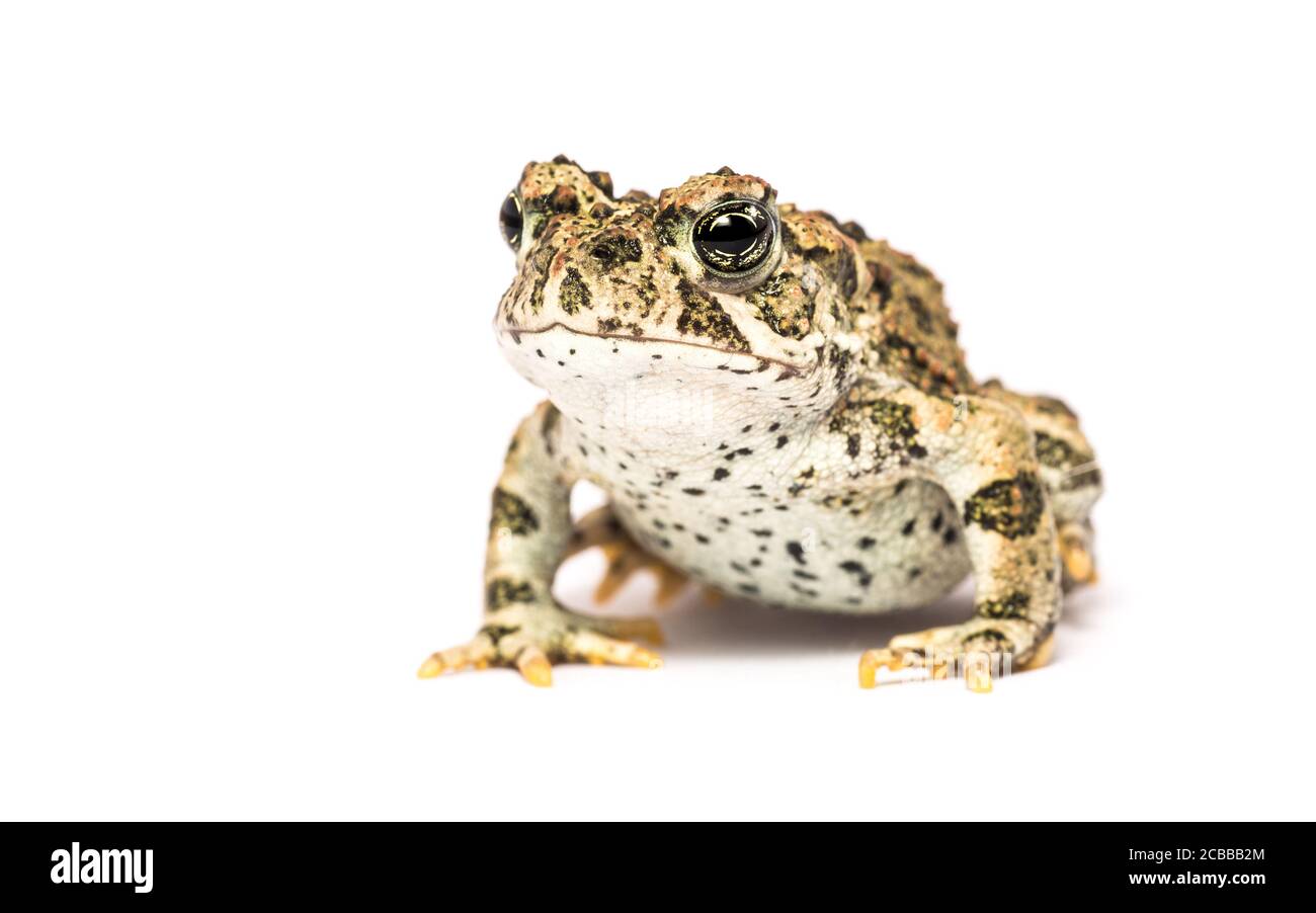 Studio primo piano ritratto di adulti California toad, isolato su bianco Foto Stock