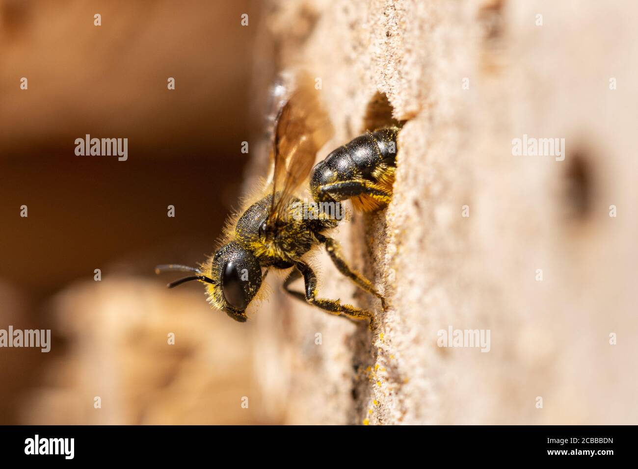 Orange-ventilato muratore ape (Osmia leaiana) femmina che fornisce il suo nido in un hotel delle api con polline, Regno Unito, agosto Foto Stock