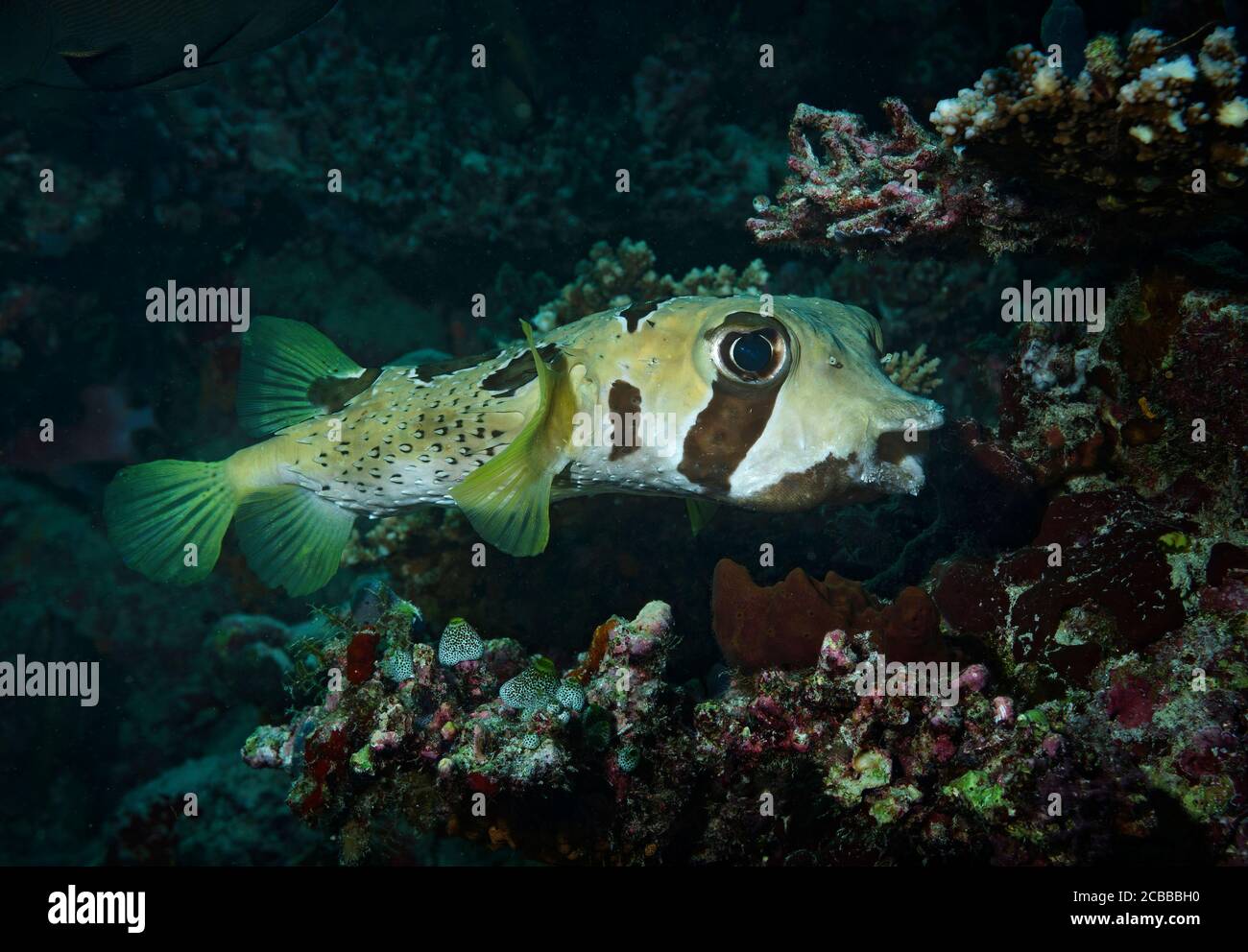 Porcupinefish, Diodon liturosus, sulla barriera corallina dell'isola di Bathala, Maldive Foto Stock