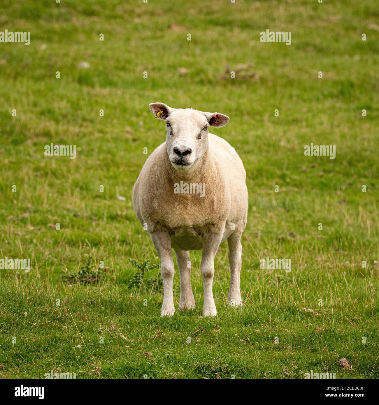 Pecora in piedi da soli, guardando direttamente la macchina fotografica. REGNO UNITO Foto Stock