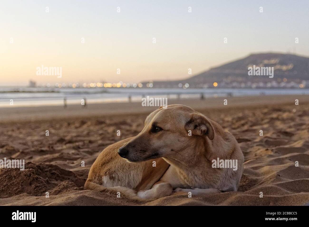 Cane randagio sulla spiaggia, Agadir, Marocco, Africa. Tramonto serale con mare, sabbia, porto e montagna poco affilati sullo sfondo Foto Stock