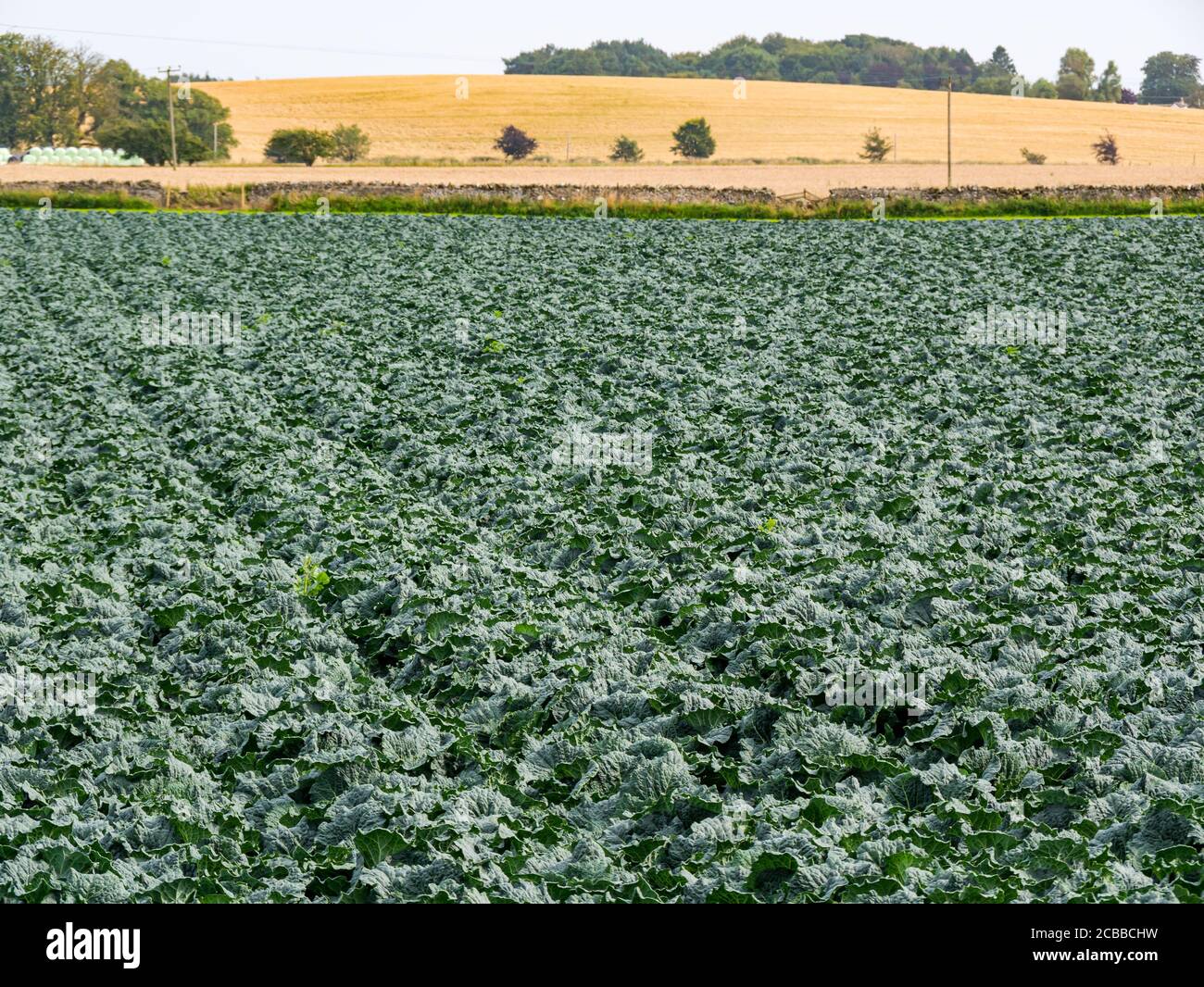 Savoy piante di cavolo che crescono in campo di coltura in estate sole, Lothian orientale, Scozia, Regno Unito Foto Stock