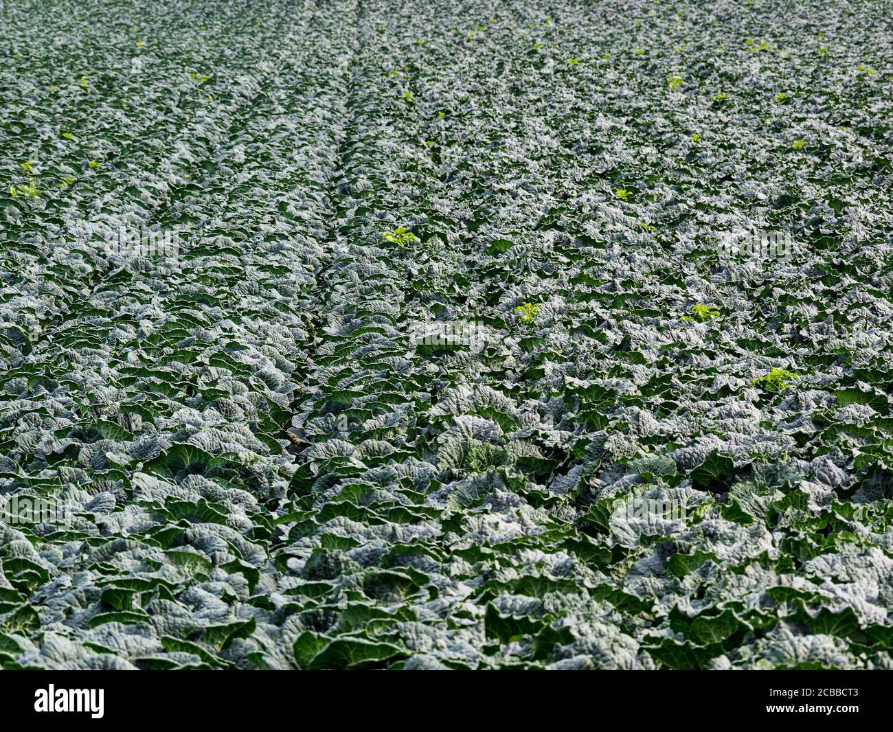 Savoy piante di cavolo che crescono in campo di coltura in estate sole, Lothian orientale, Scozia, Regno Unito Foto Stock